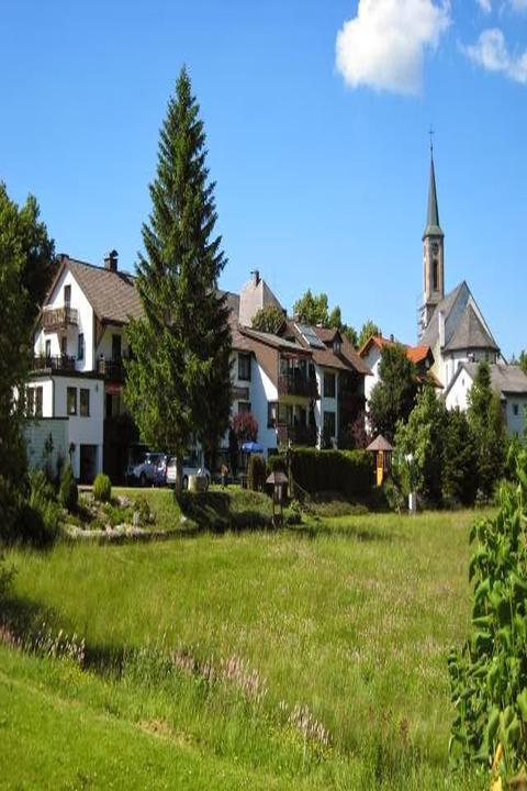 Schwarzwaldtanne